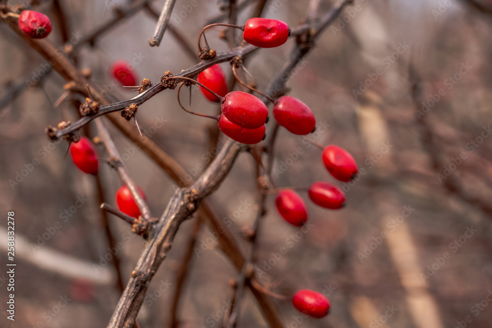 Red edible berries of the famous shrub of the European barberry on the prickly branches with thorns in the forest. Red edible berries of the famous shrub of the European barberry on the prickly branches with thorns in the forest.