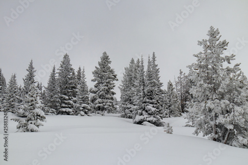 Snow covered pine trees and mountain scene in Rocky Mountain National Park © Martina