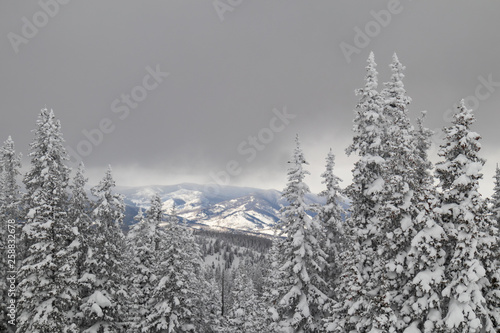 Wallpaper Mural Snow covered pine trees and mountain scene in Rocky Mountain National Park Torontodigital.ca