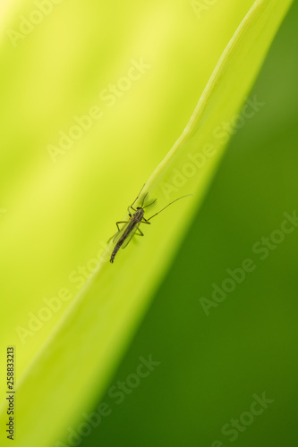 a small Chironomid staying on the edge of a leaf.