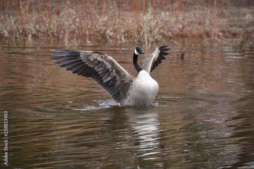 Canada Goose with Open Wings