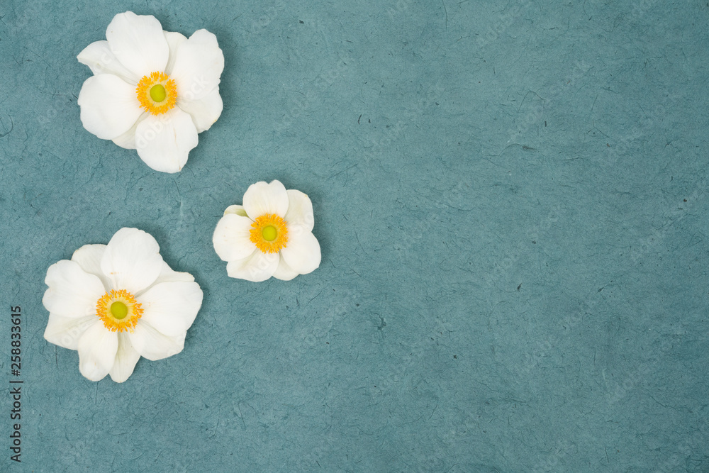 White anemones on teal background Flat lay floral backgrounf White anemones on teal background Flat lay floral backgrounf