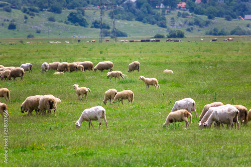 Sheeps in the field © Vladislav Gajic