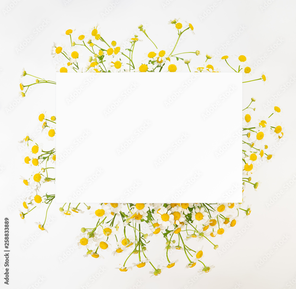 Chamomile daisy floral background Chamomile daisy floral background