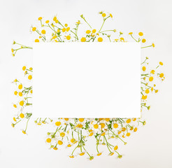 Chamomile daisy floral background