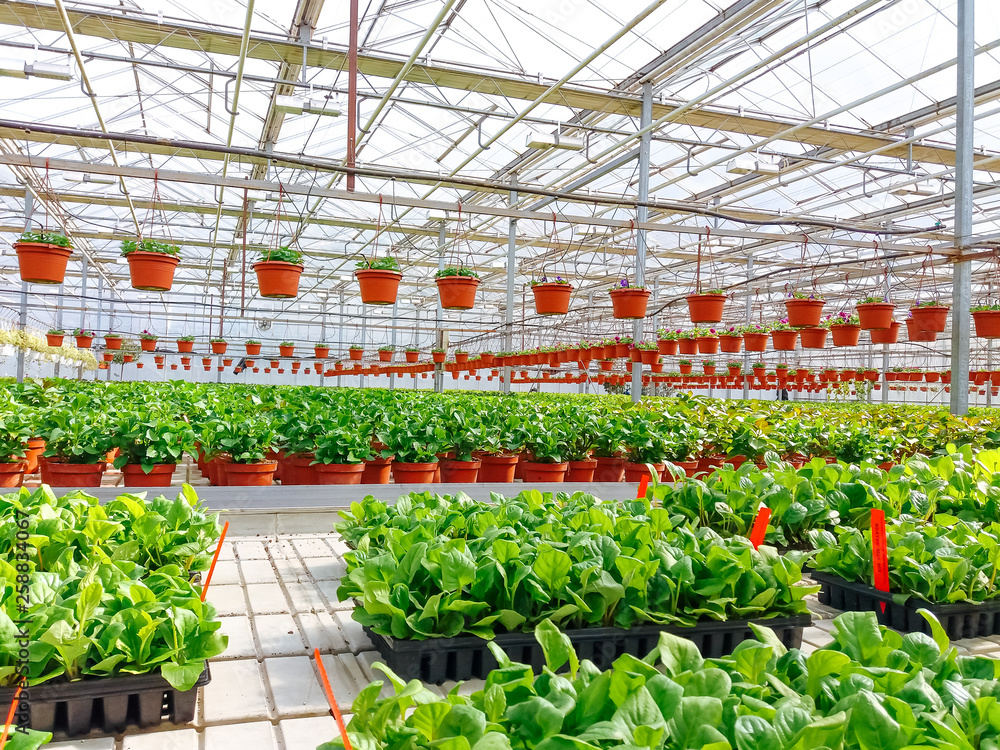 Cultivated ornamental flowers growing in a commercial plactic foil covered horticulture greenhouse Cultivated ornamental flowers growing in a commercial plactic foil covered horticulture greenhouse
