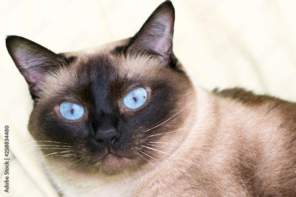 Siamese cat on the bed