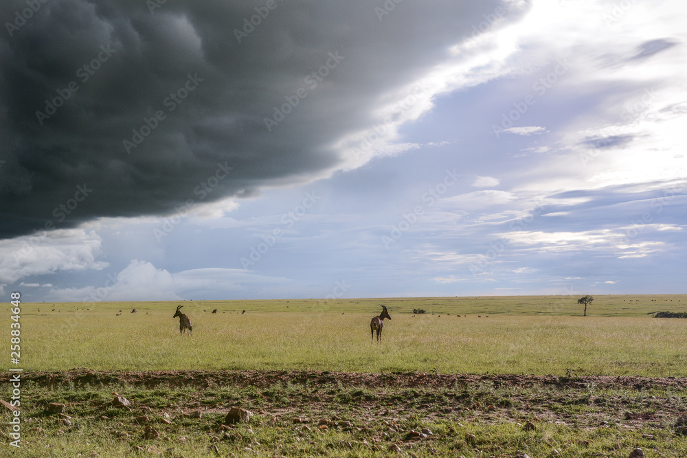 Landscape in Massai Mara National Park