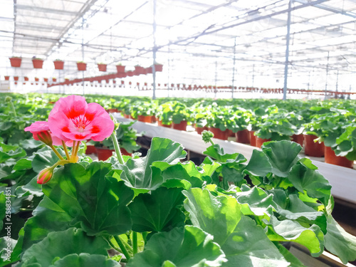 Wallpaper Mural Cultivated ornamental flowers growing in a commercial plactic foil covered horticulture greenhouse Torontodigital.ca