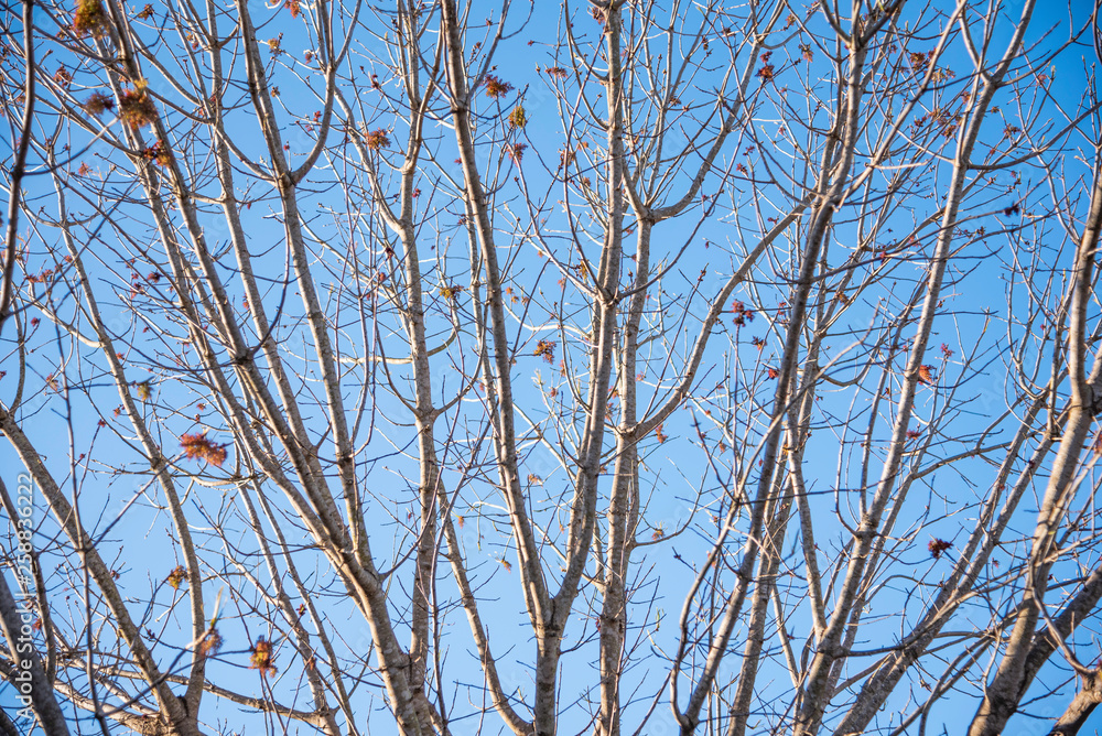 The visible branches of a hibernating tree with a few hanging leaves getting set for a new and different season. The visible branches of a hibernating tree with a few hanging leaves getting set for a new and different season.