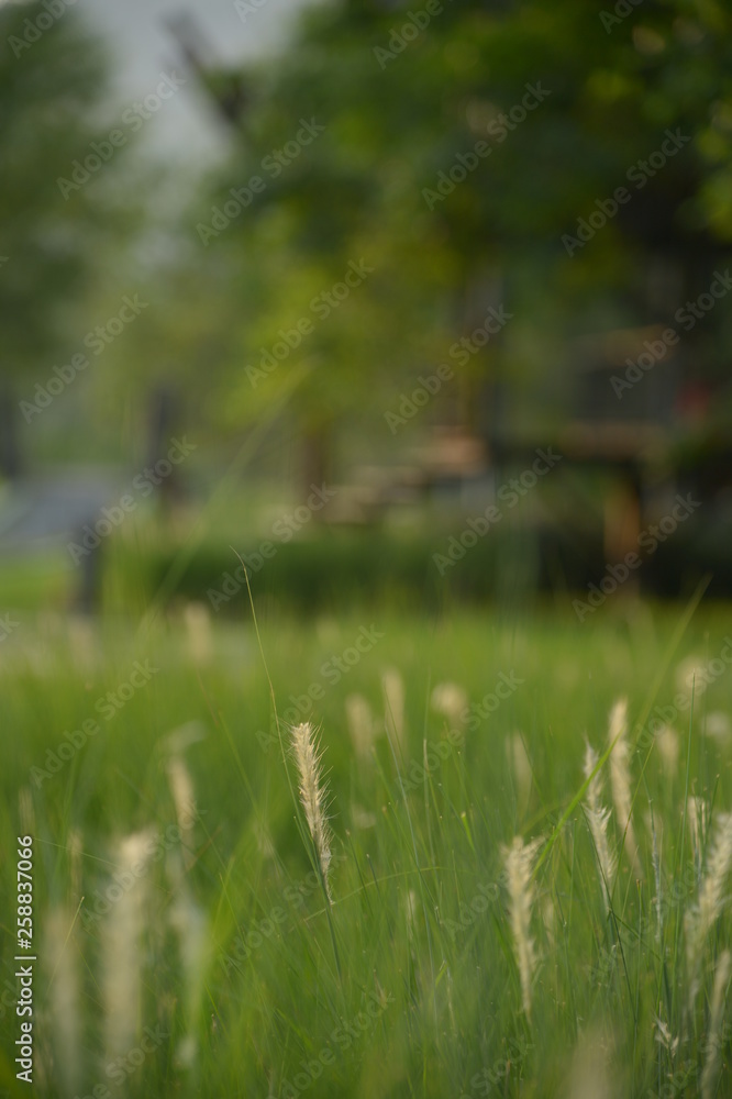 Fototapeta premium Beautiful green leaves in the warm morning is ideal for relaxing.