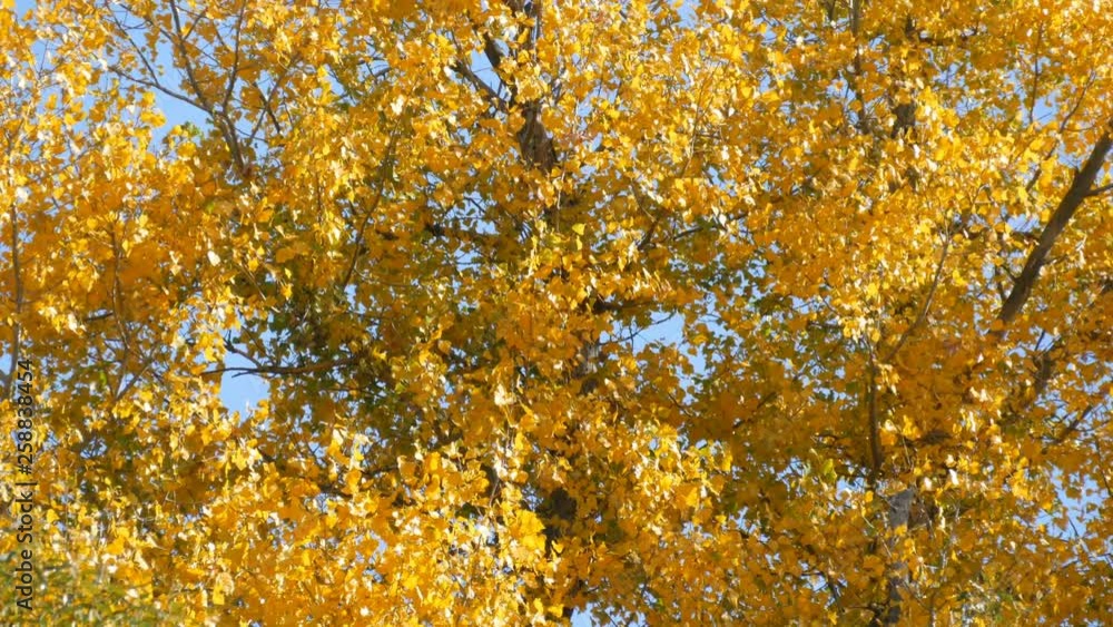 Beautiful tree with generously covered with yellow autumn foliage Beautiful tree with generously covered with yellow autumn foliage