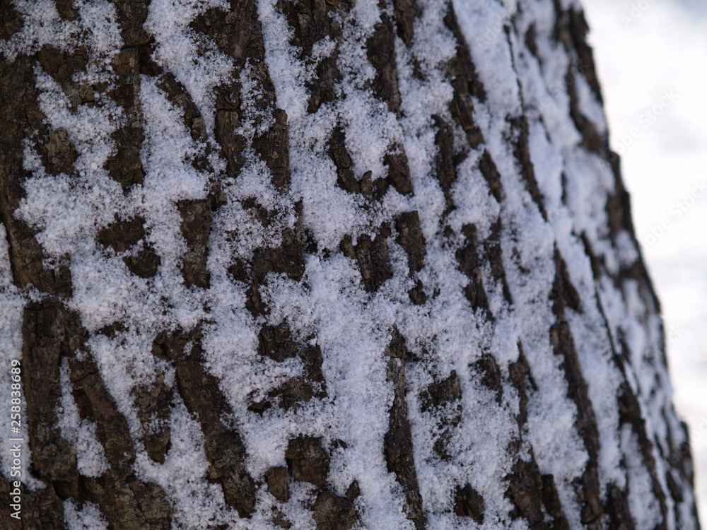 Obraz premium bark of tree