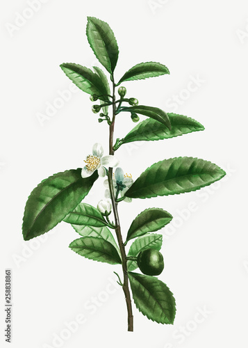 Tea plant branch