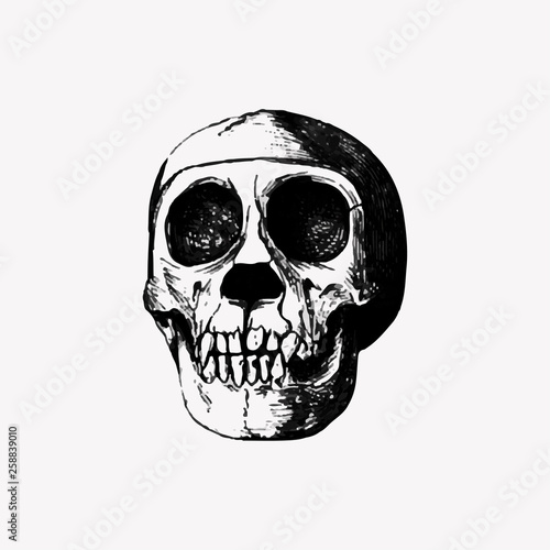 Skull in vintage style