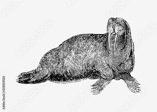 Walrus shade drawing