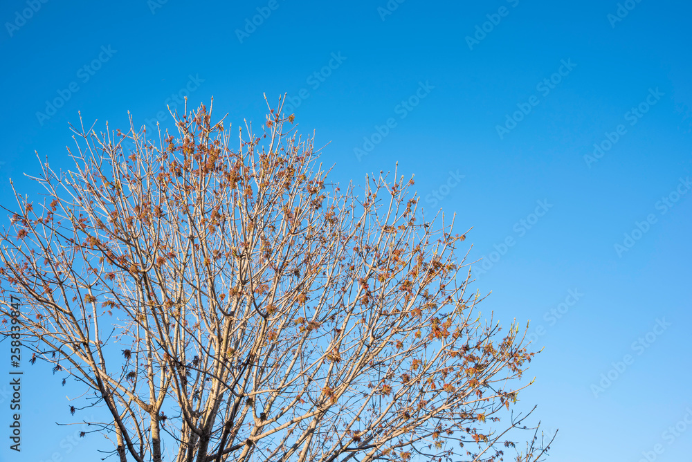 The visible branches of a hibernating tree with a few hanging leaves getting set for a new and different season. The visible branches of a hibernating tree with a few hanging leaves getting set for a new and different season.