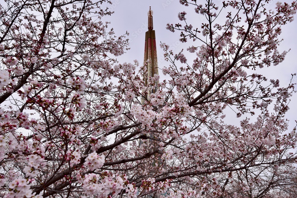 日本の桜の花見
