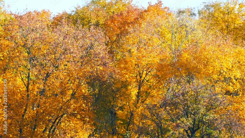 Picturesque landscape colorful autumn foliage on trees in the forest in nature Picturesque landscape colorful autumn foliage on trees in the forest in nature