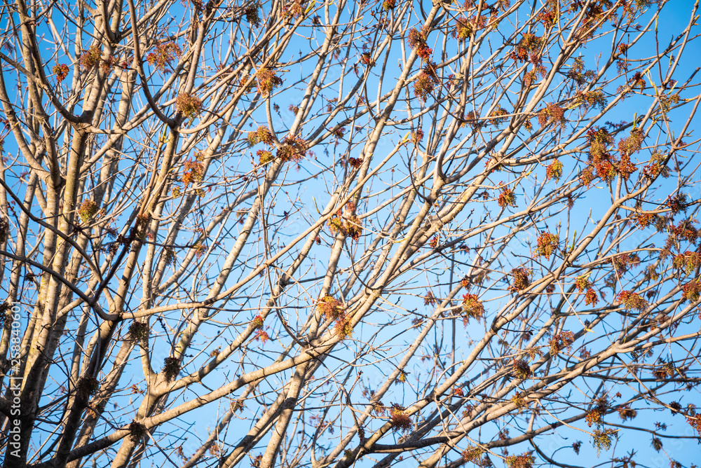 The visible branches of a hibernating tree with a few hanging leaves getting set for a new and different season. The visible branches of a hibernating tree with a few hanging leaves getting set for a new and different season.