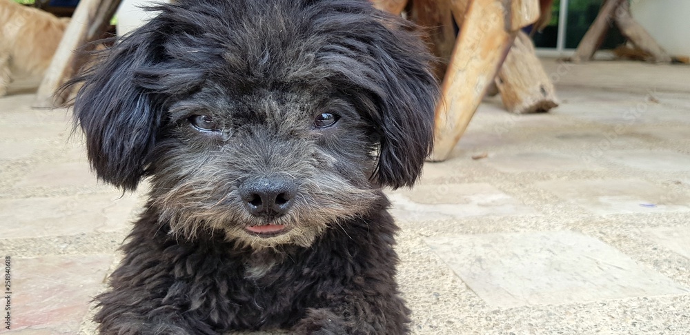 Close up face of Cute black Shih Tzu dog looking and sitting on the ground - Animal and Pet concept Close up face of Cute black Shih Tzu dog looking and sitting on the ground - Animal and Pet concept