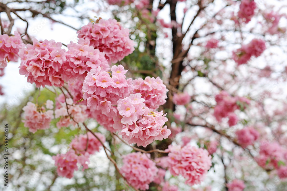 Close up Trumpet trees blooming in spring season. Pink flower in park. Close up Trumpet trees blooming in spring season. Pink flower in park.