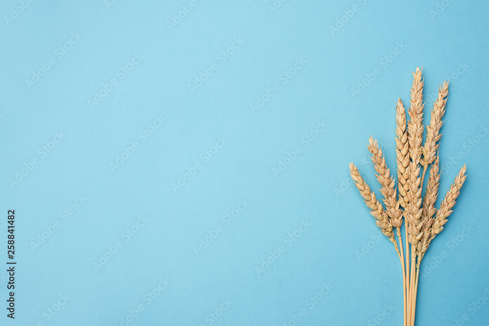 Ears of wheat on blue background with copy space for text. Design template Ears of wheat on blue background with copy space for text. Design template