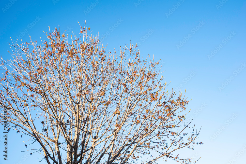 The visible branches of a hibernating tree with a few hanging leaves getting set for a new and different season.