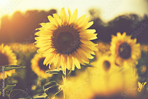 Fotografia sunflower in the fields with sunlight in sunset