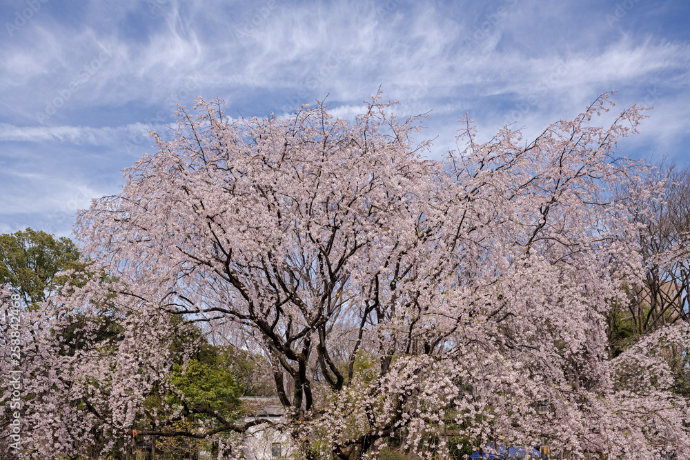 青空に映える桜 青空に映える桜