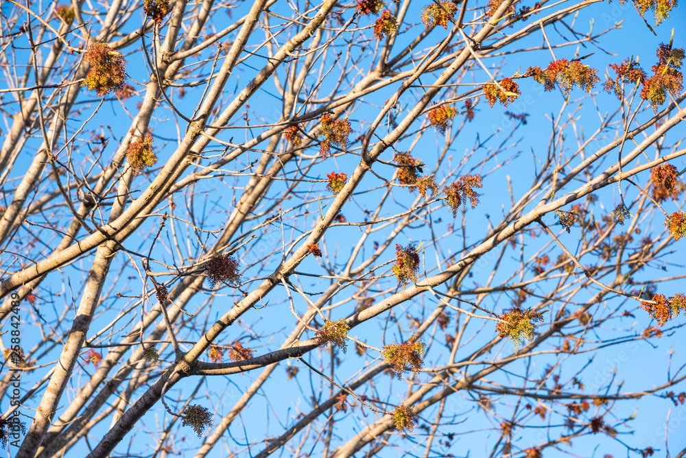 The visible branches of a hibernating tree with a few hanging leaves getting set for a new and different season. The visible branches of a hibernating tree with a few hanging leaves getting set for a new and different season.