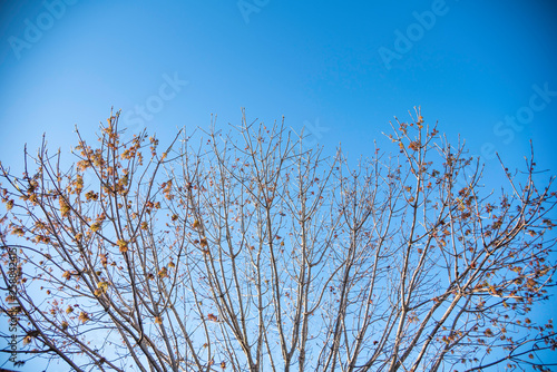 The visible branches of a hibernating tree with a few hanging leaves getting set for a new and different season.