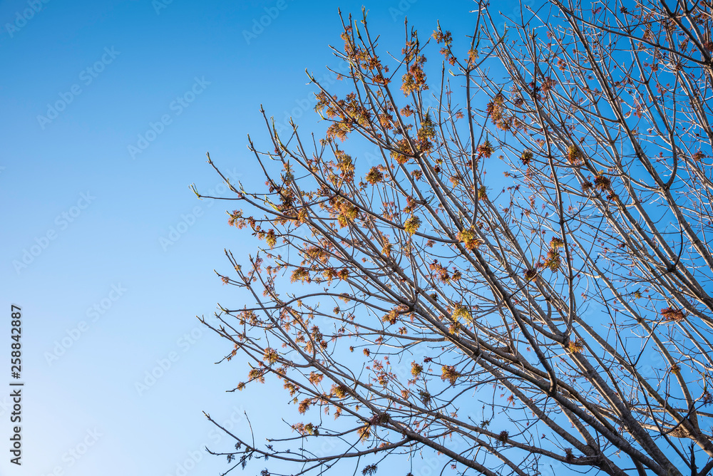 The visible branches of a hibernating tree with a few hanging leaves getting set for a new and different season. The visible branches of a hibernating tree with a few hanging leaves getting set for a new and different season.