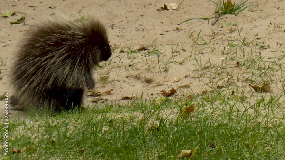 Porcupine looks around before walking off. Porcupine looks around before walking off.