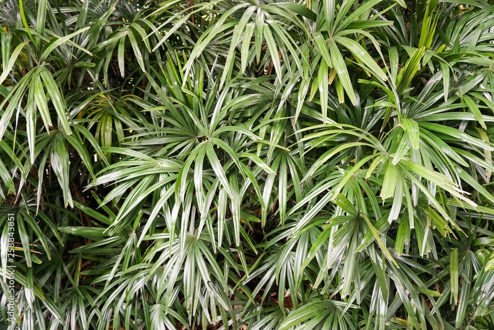fresh green Rhapis excelsa plant in nature garden fresh green Rhapis excelsa plant in nature garden