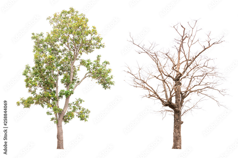 Collection of isolated tree on white background Stock Photo | Adobe Stock