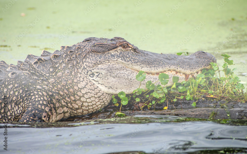 Obraz premium See you later, alligator