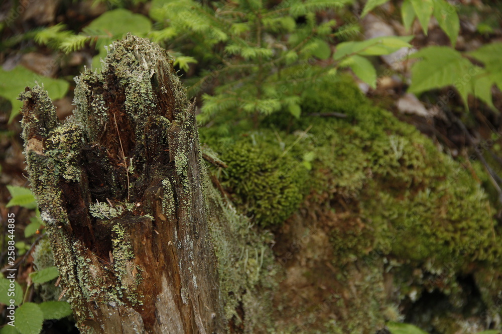 Forest moss Forest moss