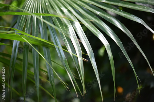 palm leaves