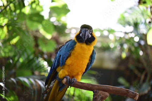 colorful parrot