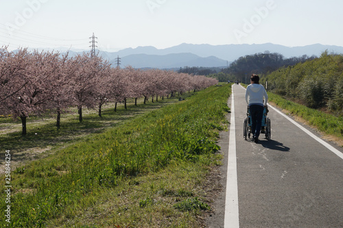 車いすで花見