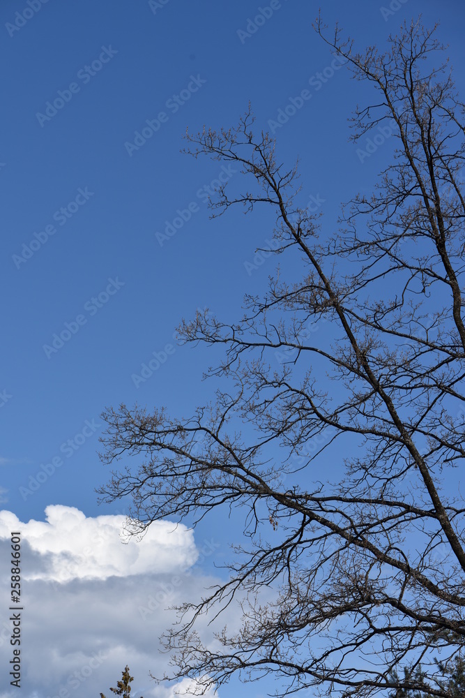 tree and sky