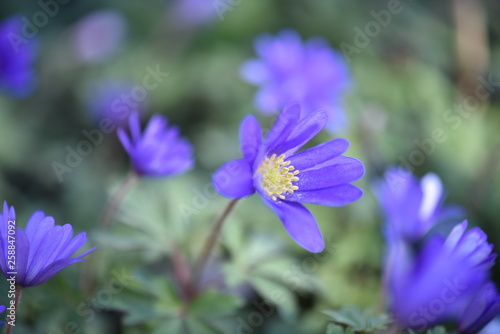 bee on flower