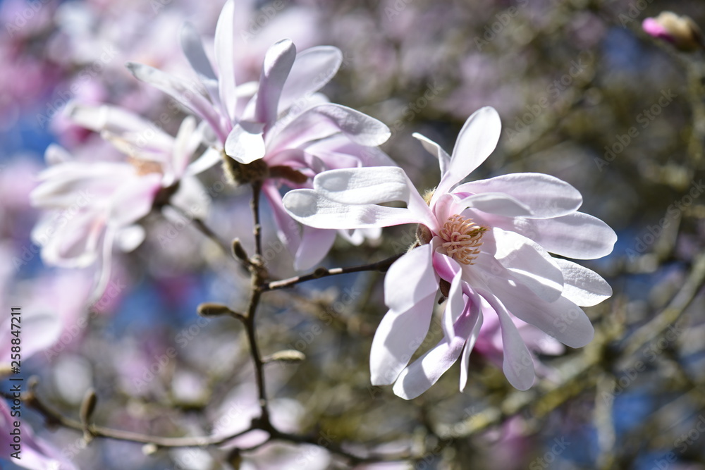 flowers of a tree flowers of a tree