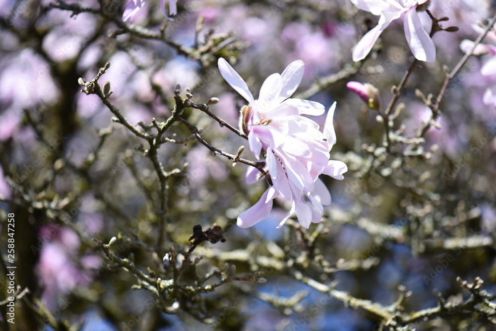 flowers in spring flowers in spring