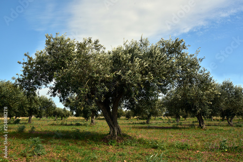 olivenbäume in südeuropa auf einer wiese