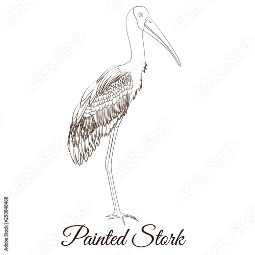 Painted stork cartoon bird coloring