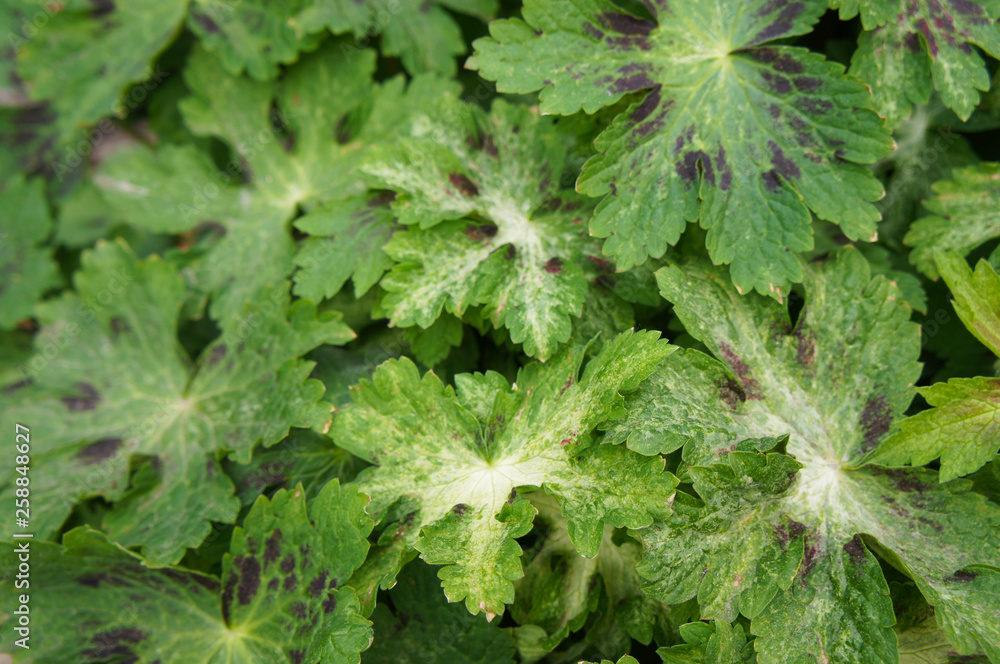 Geranium sanguineum springtime green leaves Geranium sanguineum springtime green leaves