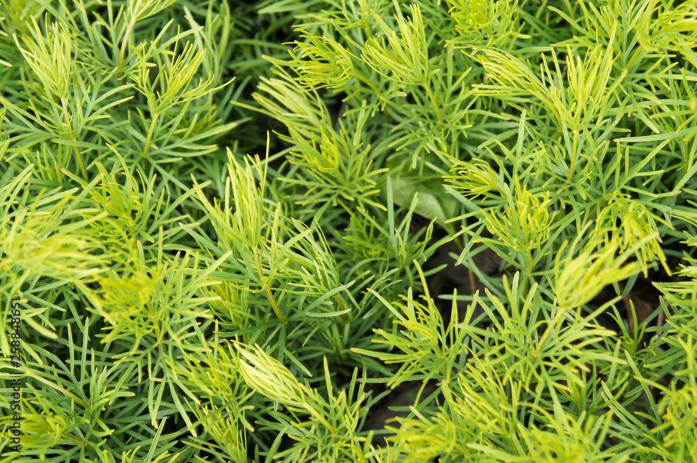 Coreopsis verticillata green grass background Coreopsis verticillata green grass background