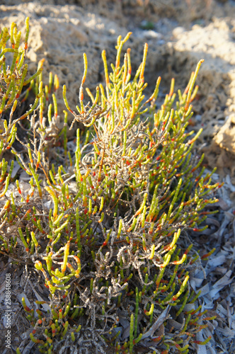 Salicornia pickleweed plant photo